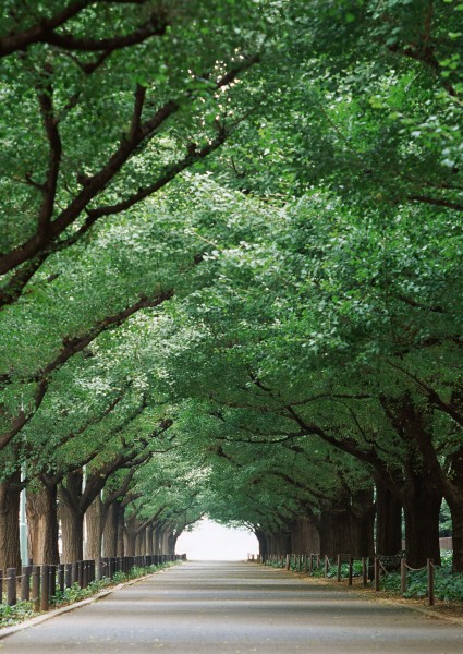 点击大图看下一张:绿荫小路图片
