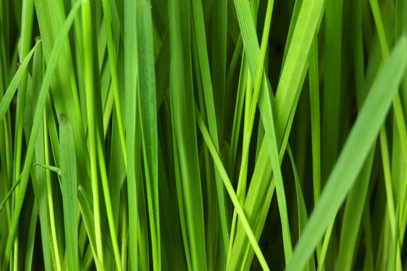点击大图看下一张：绿油油的草丛图片