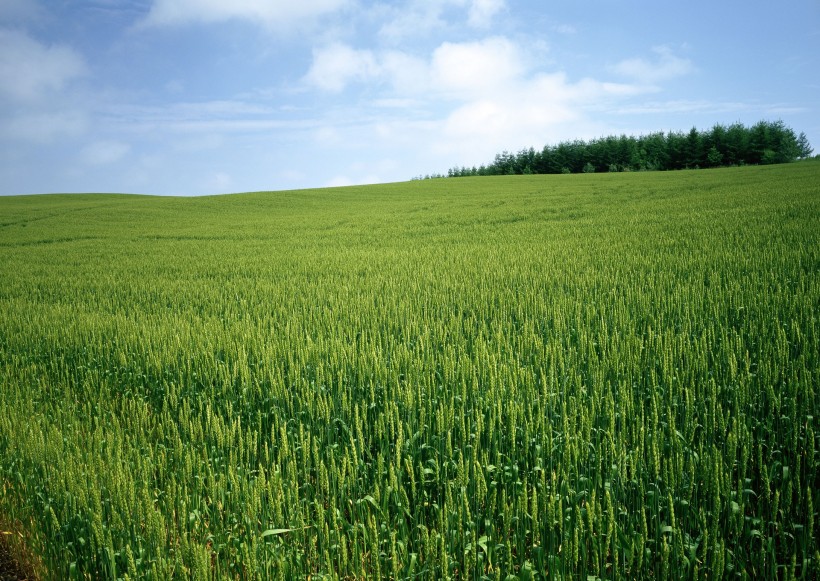 点击大图看下一张：麦地丰收图片