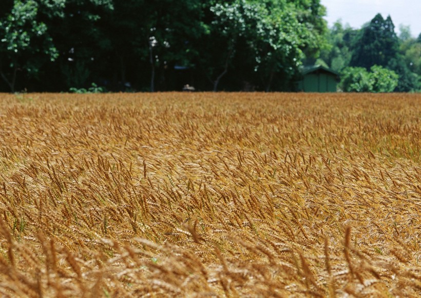 点击大图看下一张：麦地丰收图片