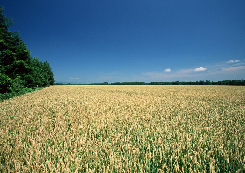 点击大图看下一张：麦地丰收图片