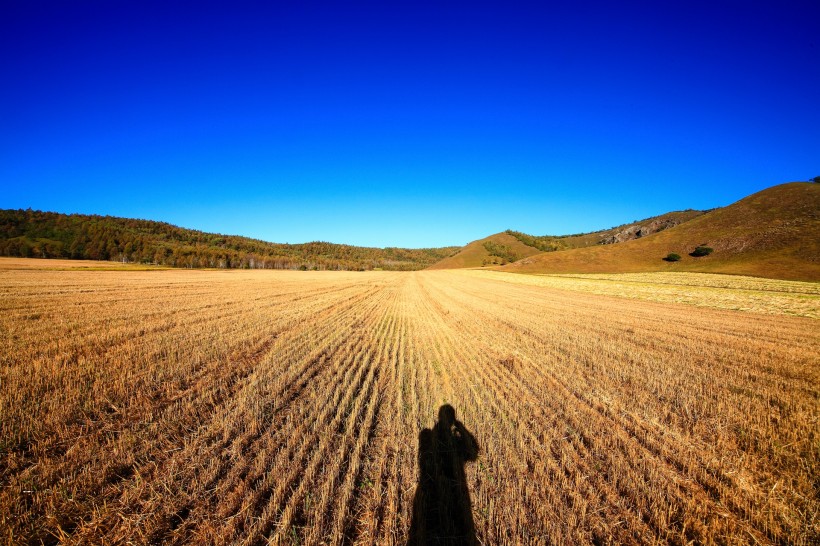 点击大图看下一张：金黄色麦田风景图片