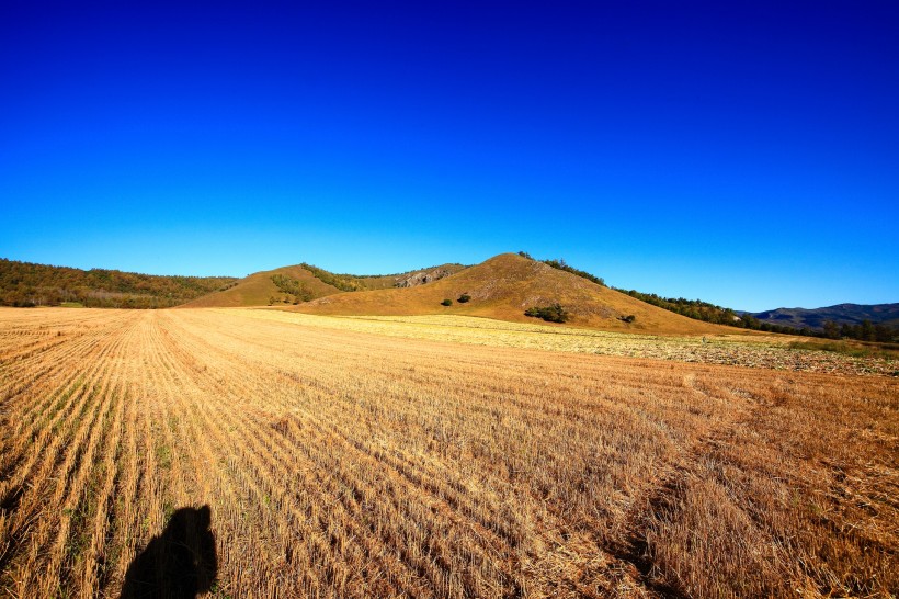 点击大图看下一张：金黄色麦田风景图片