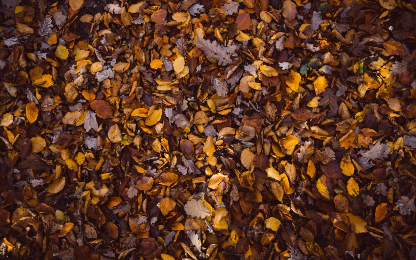 点击大图看下一张：满地秋天落叶图片