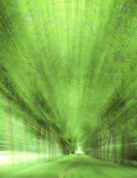 点击大图看下一张:朦胧绿影图片