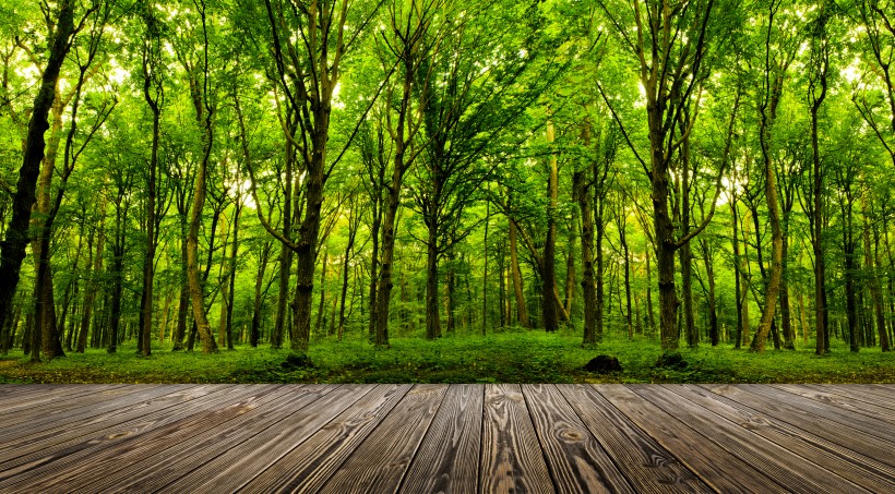点击大图看下一张：木板树林景色图片