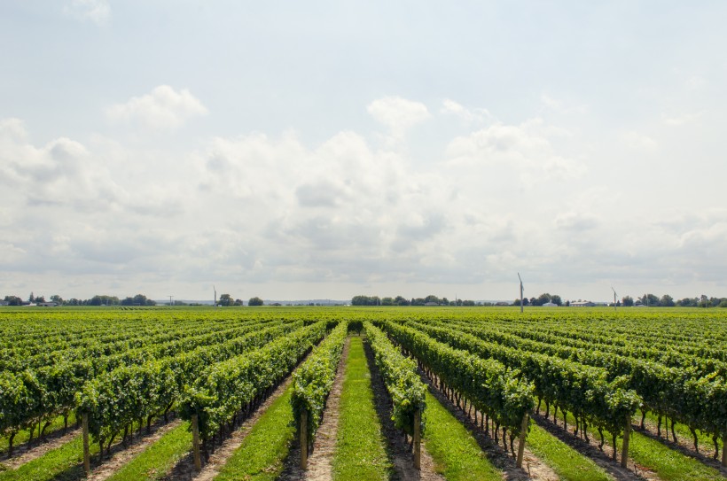 点击大图看下一张：美丽的葡萄庄园图片