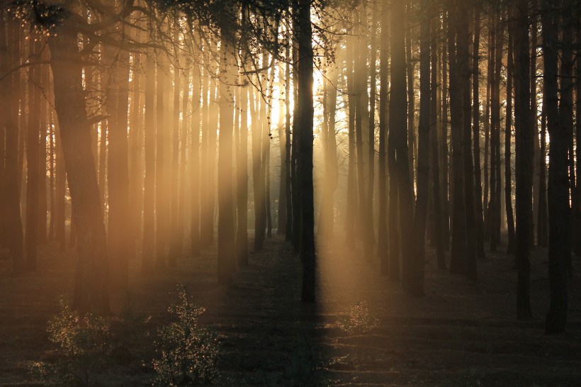 点击大图看下一张：清晨的树林图片