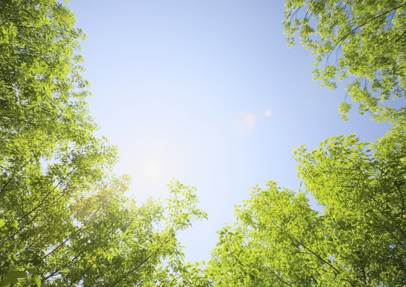 点击大图看下一张：午后的阳光穿过树木图片