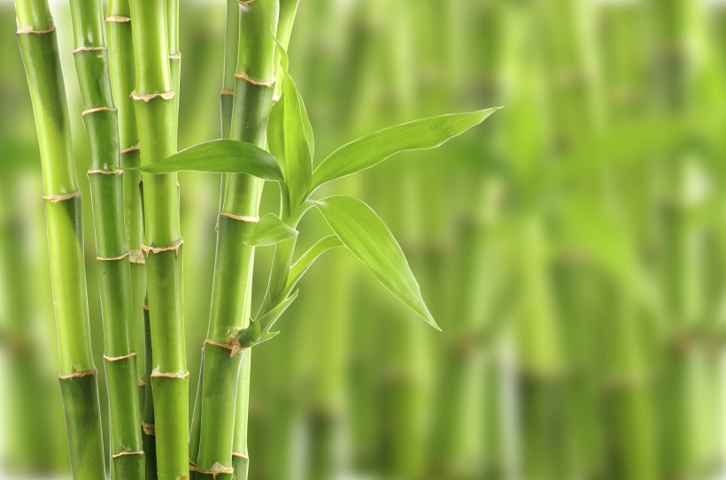 点击大图看下一张：清凉的竹林图片