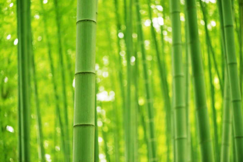 点击大图看下一张：清凉的竹林图片