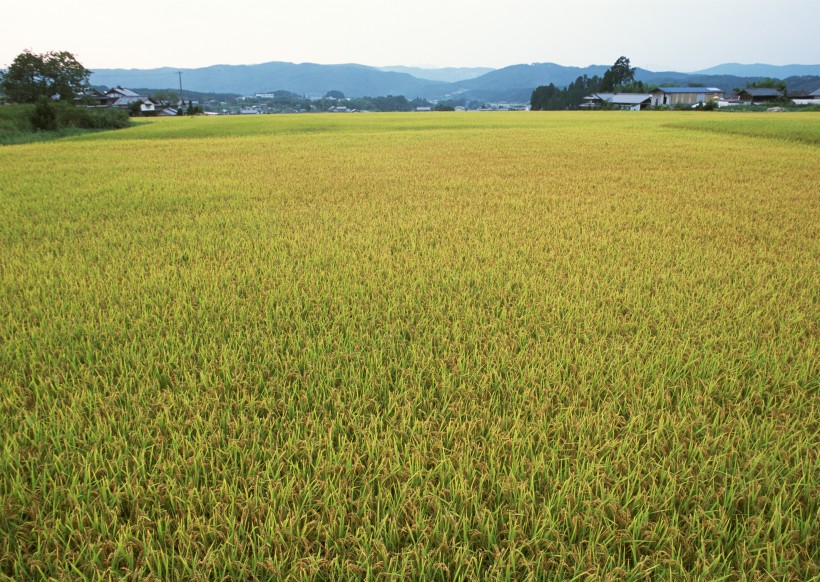 点击大图看下一张：秋季稻田图片