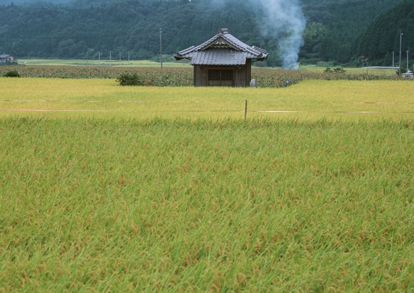 点击大图看下一张：秋季稻田图片