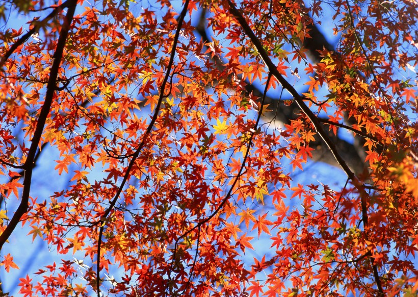 点击大图看下一张：秋季红叶图片