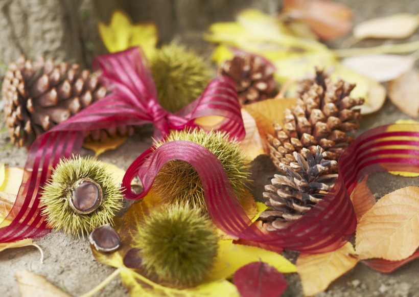 点击大图看下一张：秋季花朵素材图片