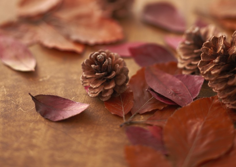 点击大图看下一张：秋季花朵素材图片