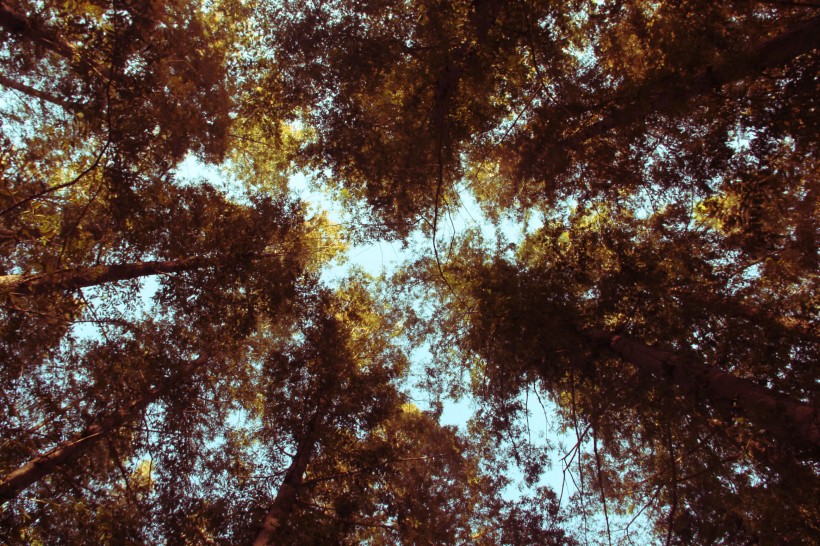 点击大图看下一张：秋季树林图片