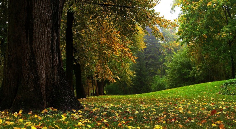 点击大图看下一张：秋季树林图片