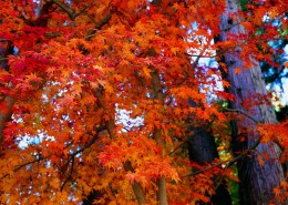 秋季风景图片_32张