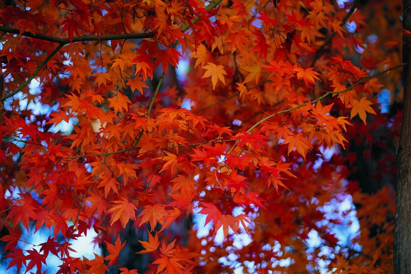 点击大图看下一张：秋季风景图片
