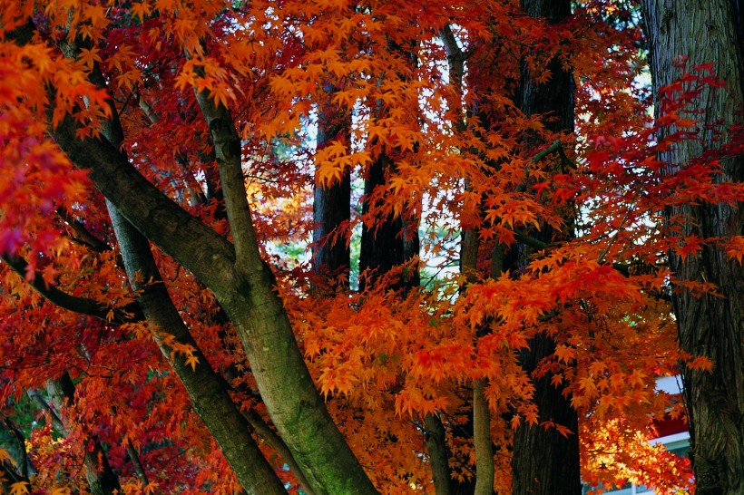 点击大图看下一张：秋季风景图片
