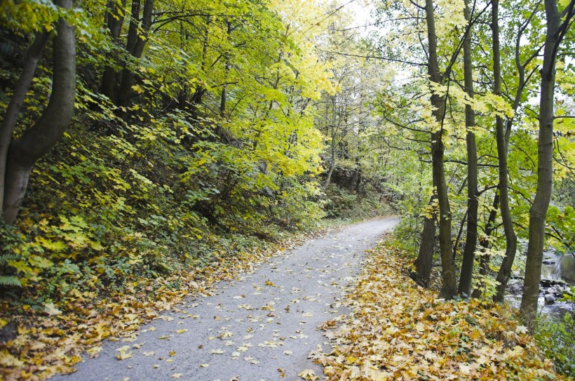 点击大图看下一张：秋季马路图片