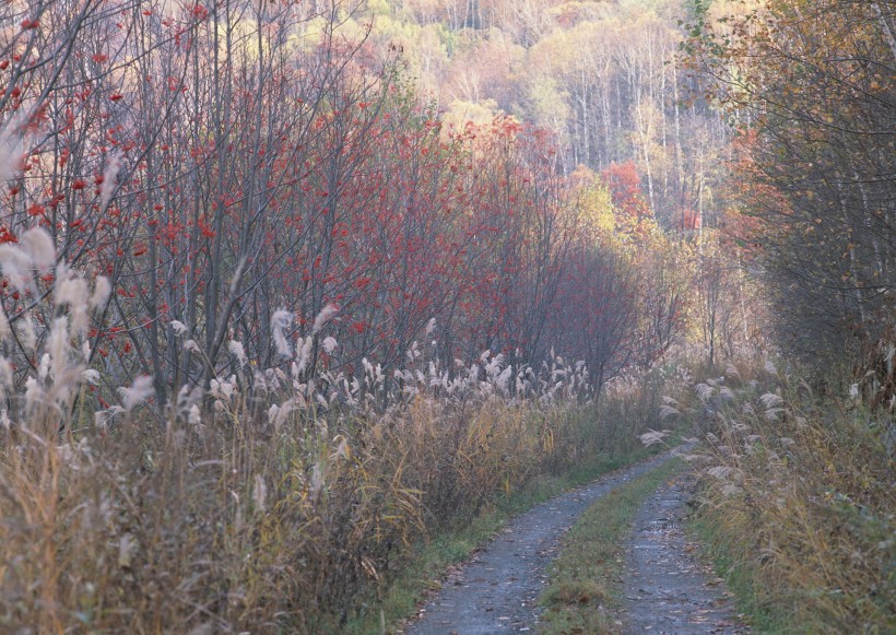 点击大图看下一张：秋季马路图片