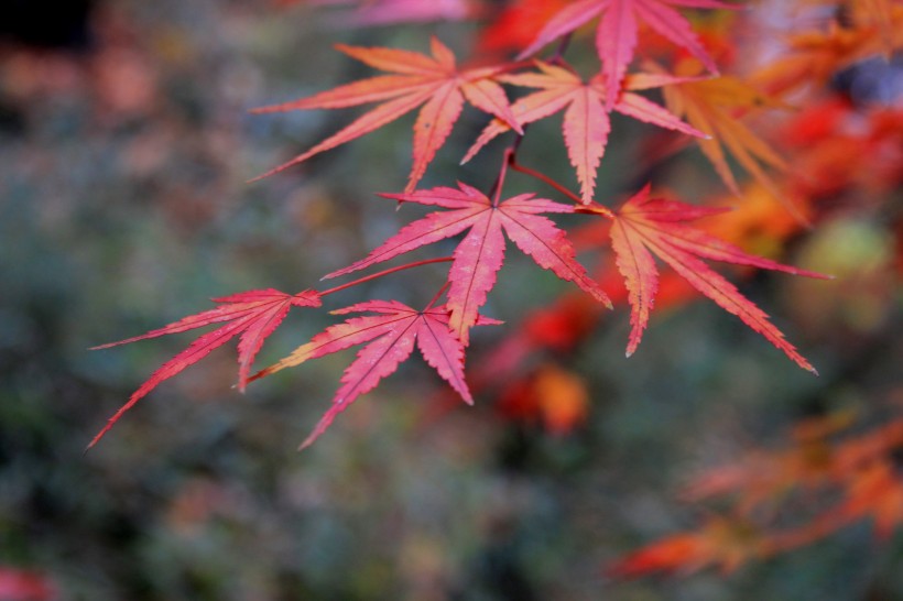 点击大图看下一张：秋日的红叶图片