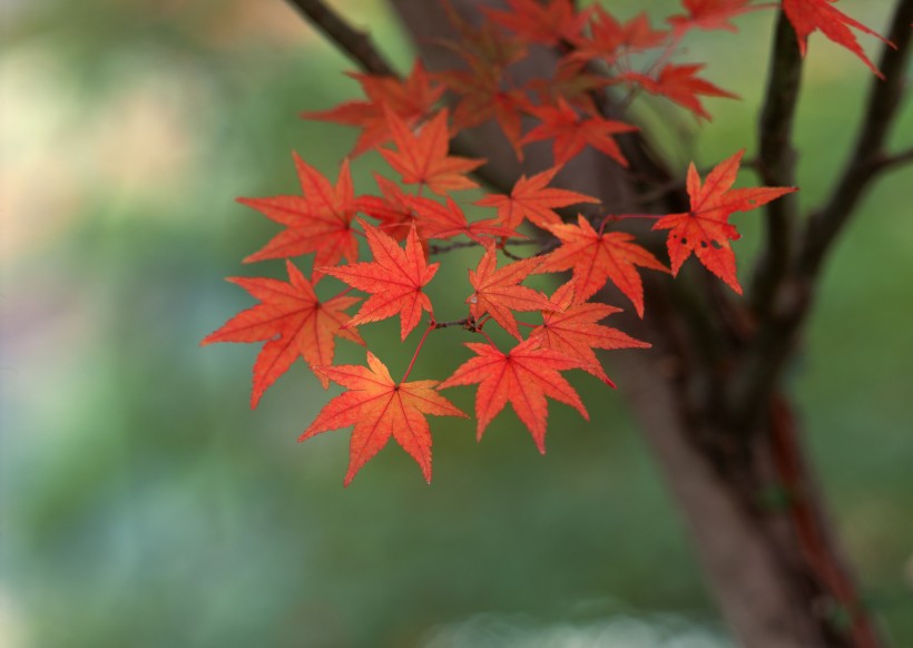 点击大图看下一张：秋日的红叶图片