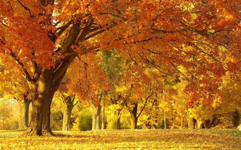点击大图看下一张：秋日美景风景图片