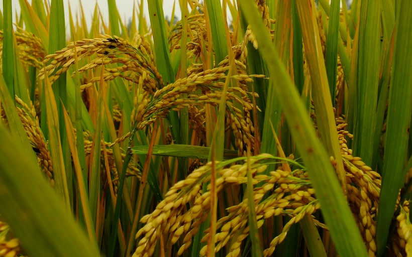 点击大图看下一张：秋天稻谷丰收季节图片