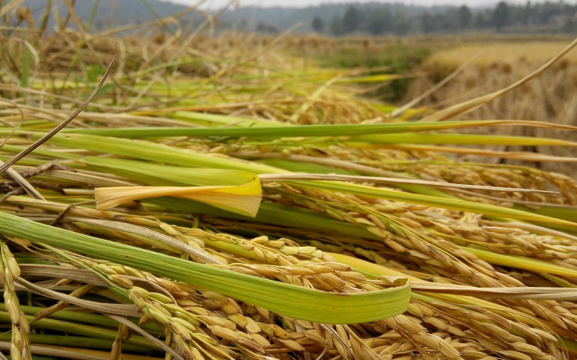 点击大图看下一张：秋天稻谷丰收季节图片