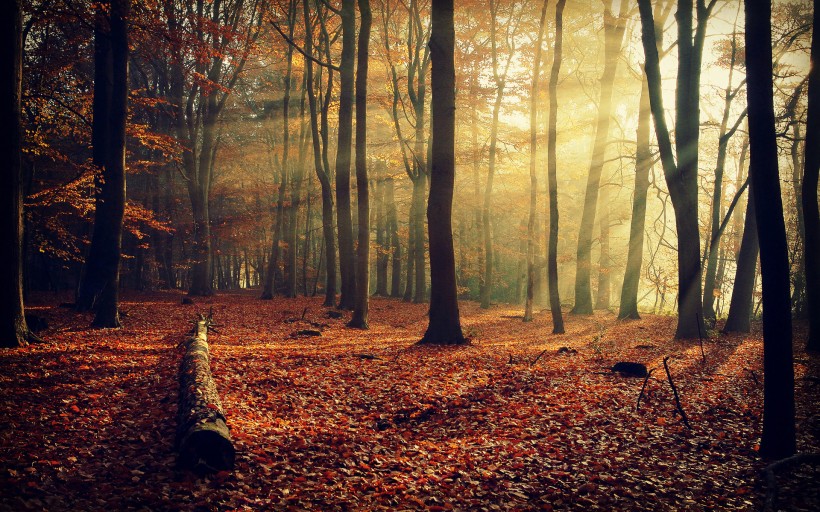 点击大图看下一张：秋天的森林图片