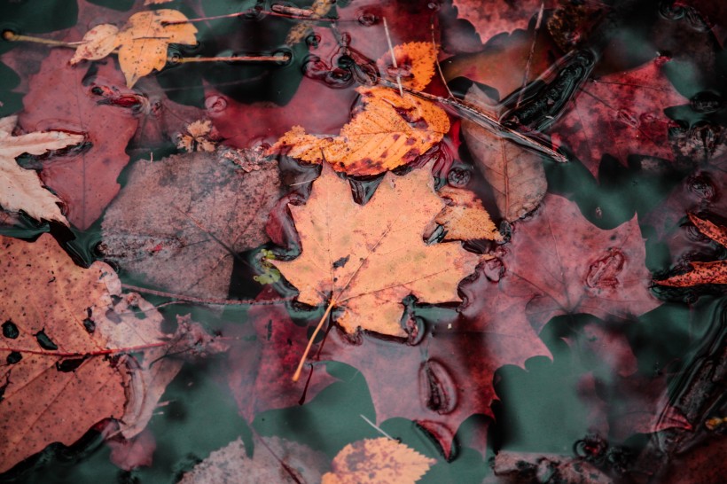 点击大图看下一张：秋天的落叶图片