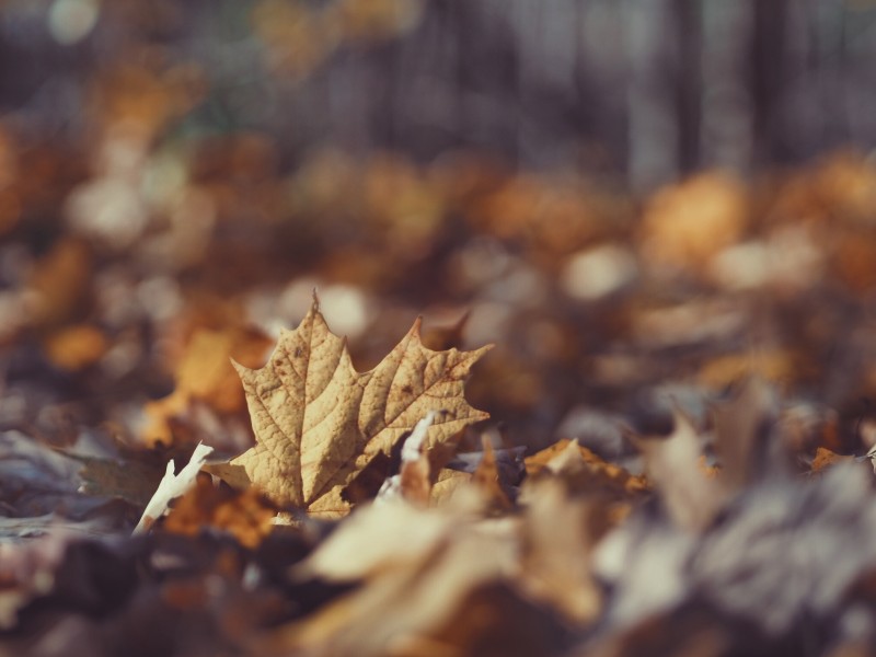 点击大图看下一张：秋天的落叶图片
