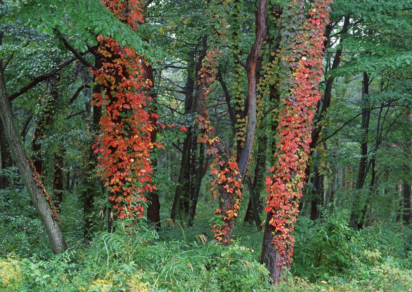 点击大图看下一张：秋天的森林图片