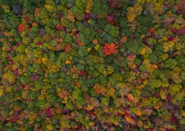 秋天的森林图片_16张