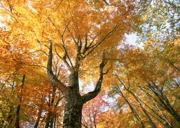 秋天的森林图片_21张