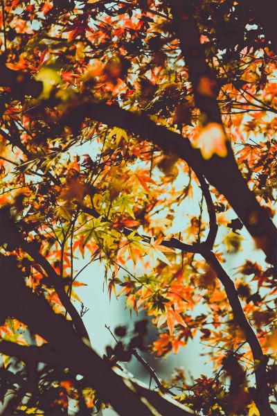 点击大图看下一张：秋天景色图片