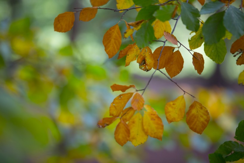 点击大图看下一张：秋叶风景图片 