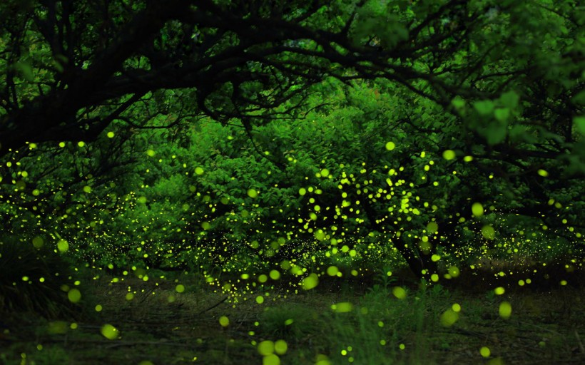 点击大图看下一张：盛夏森林里的光圈图片
