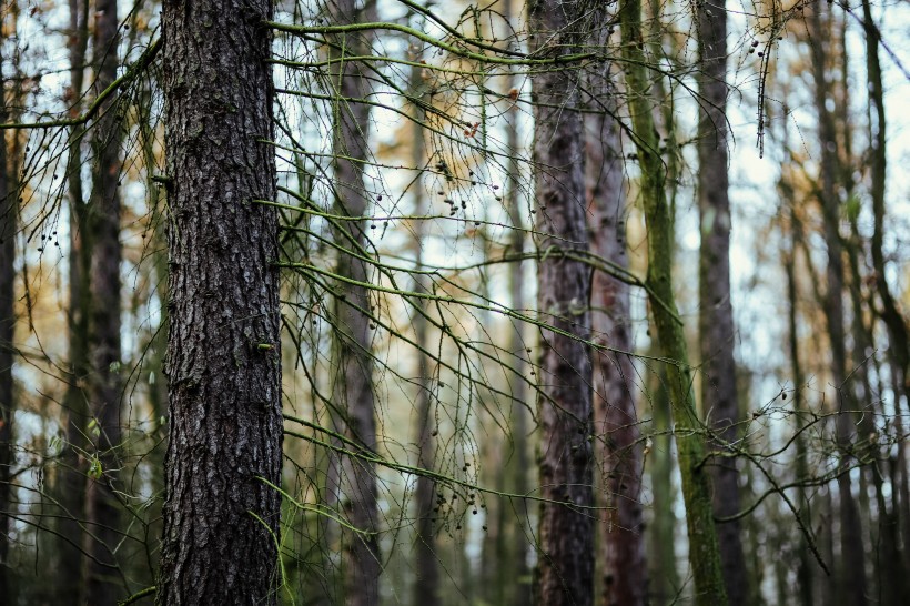 点击大图看下一张：森林里的树枝和树根图片
