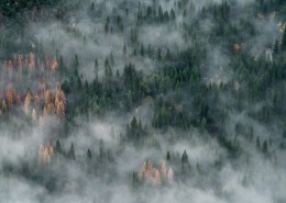 森林上空的雾图片_13张