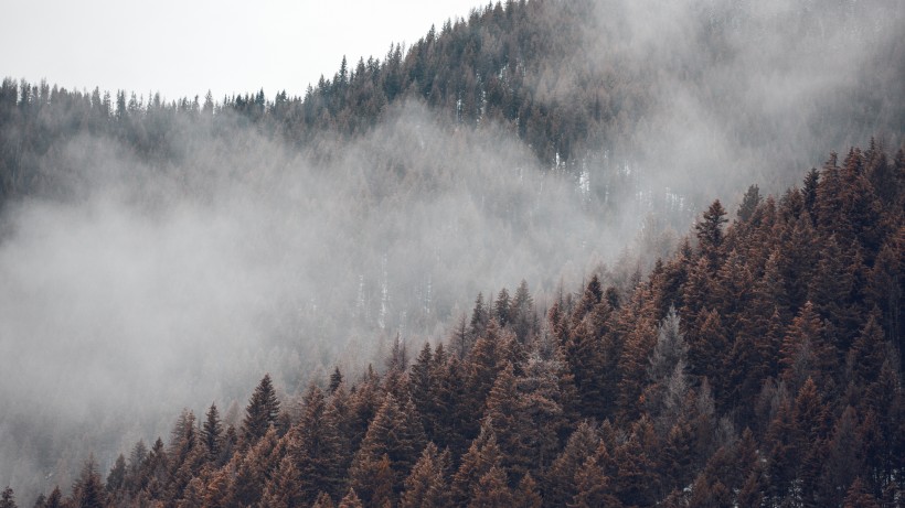 点击大图看下一张：森林上空的雾图片