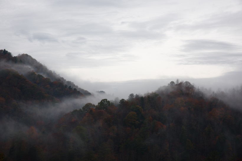 点击大图看下一张：森林上空的雾图片