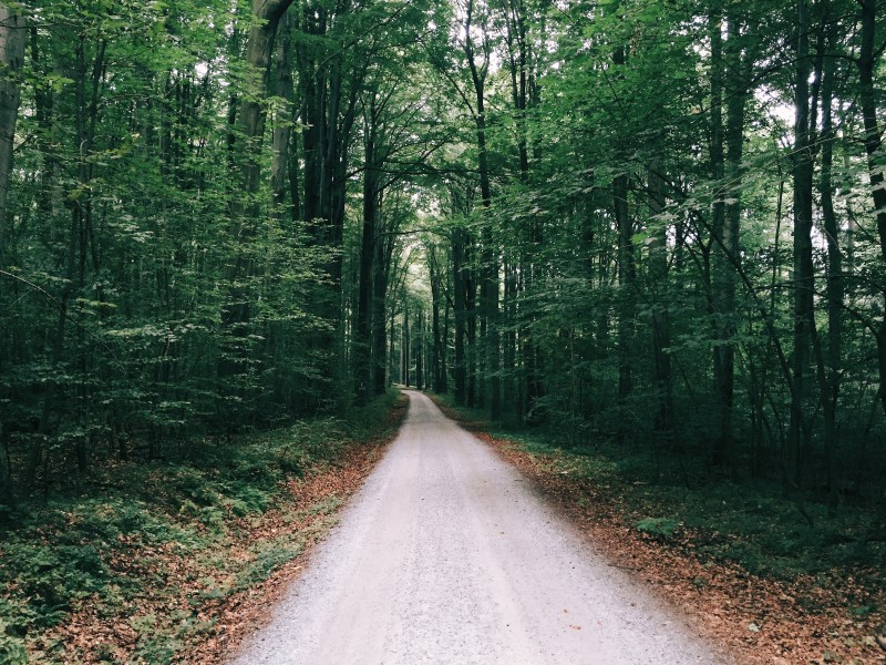 点击大图看下一张：森林里幽静的小路图片