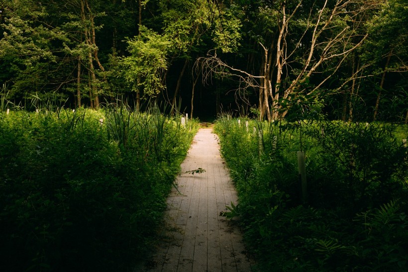 点击大图看下一张：森林里幽静的小路图片