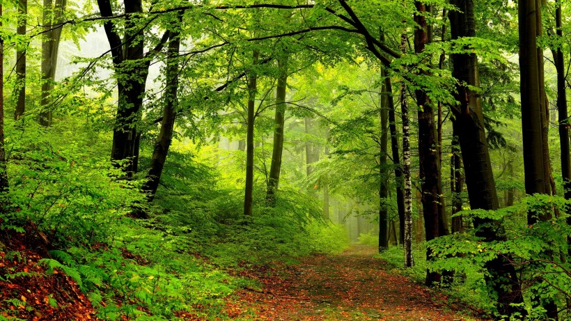 点击大图看下一张：森林自然景色图片