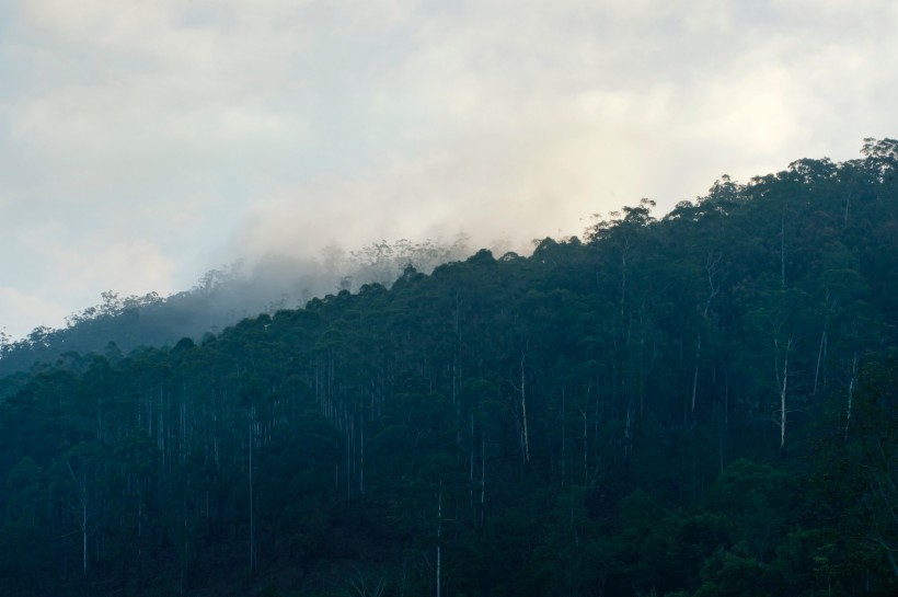 点击大图看下一张：多雾的山和茂盛的森林图片