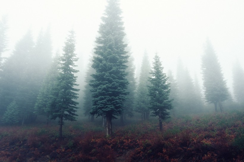 点击大图看下一张：多雾的山和茂盛的森林图片